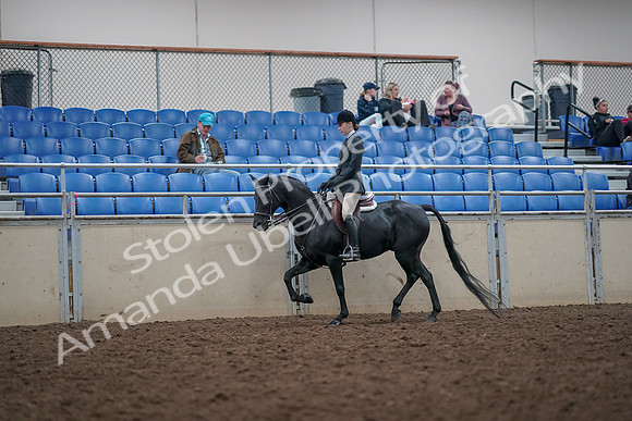 2019 Morgan Horse Show - Aug 31, 2019 - 14852