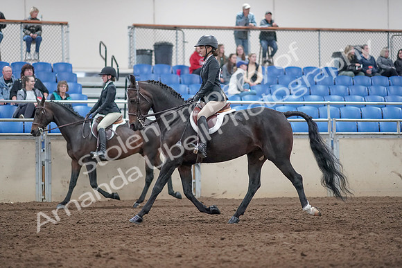 2019 Morgan Horse Show - Aug 31, 2019 - 20428