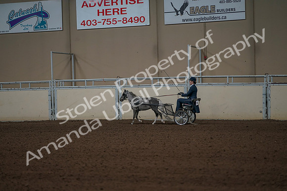 2019 Morgan Horse Show - Aug 31, 2019 - 04318