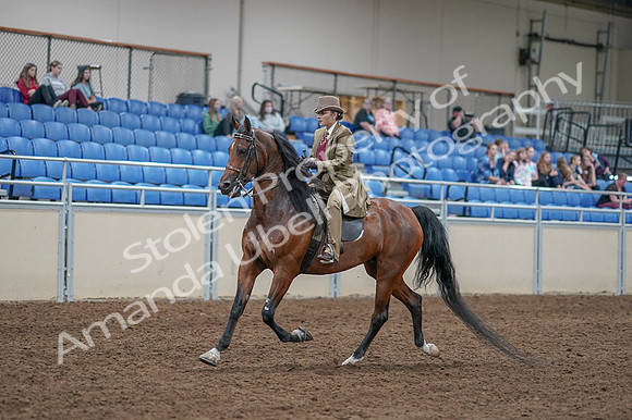 2020 - AB Morgan Horse - Fri, Sept 04 - 11158