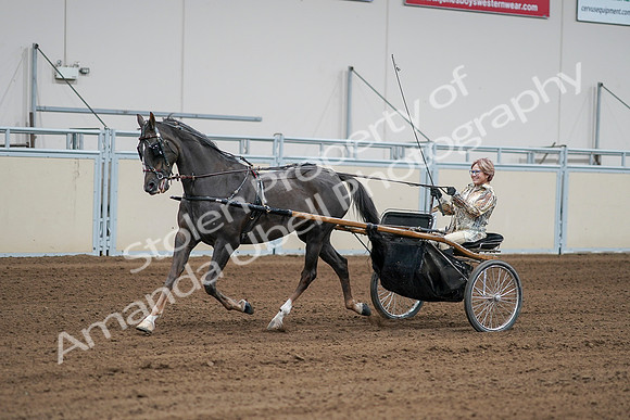 2020 - AB Morgan Horse - Sat, Sept 05 - 06004