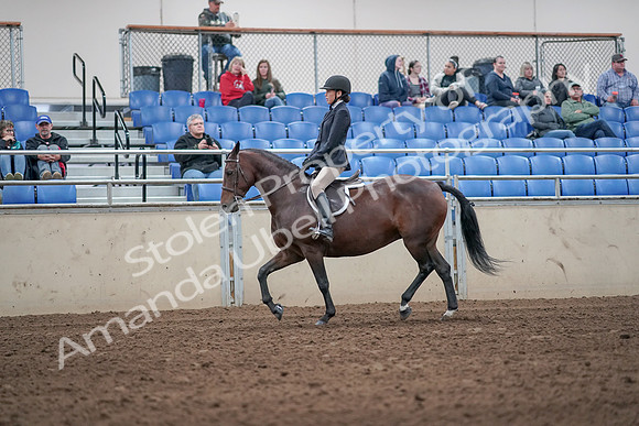 2019 Morgan Horse Show - Aug 31, 2019 - 19426