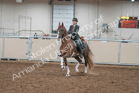 2020 - AB Morgan Horse - Sat, Sept 05 - 12937