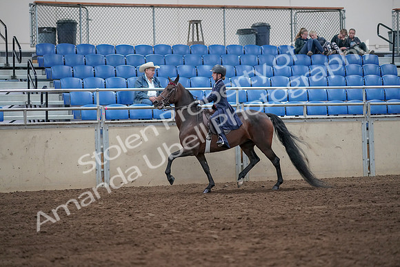 2019 Morgan Horse Show - Sept 01, 2019 - 12742