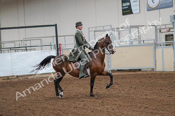 2020 - AB Morgan Horse - Fri, Sept 04 - 03341