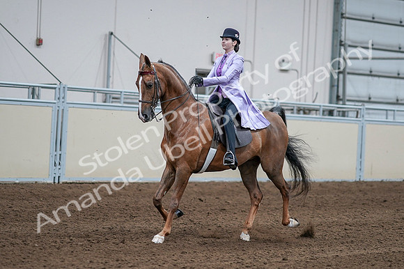 2020 - AB Morgan Horse - Fri, Sept 04 - 05014