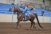 2020 - AB Morgan Horse - Sun, Sept 06 - 00013