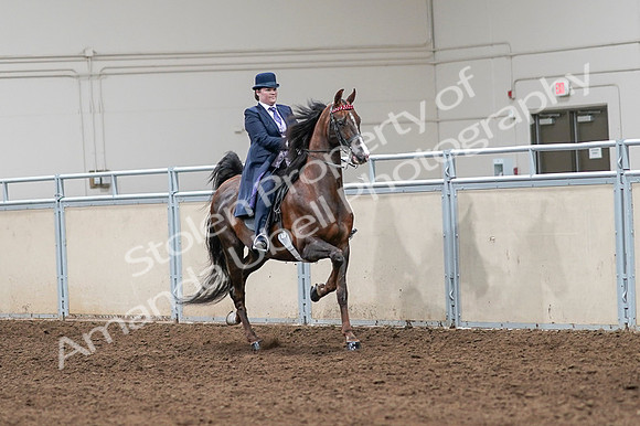 2020 - AB Morgan Horse - Fri, Sept 04 - 08057