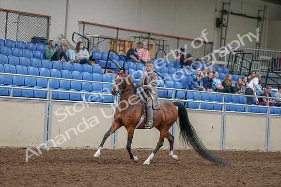 2020 - AB Morgan Horse - Fri, Sept 04 - 11358