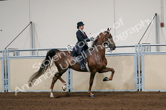 2020 - AB Morgan Horse - Sat, Sept 05 - 06377