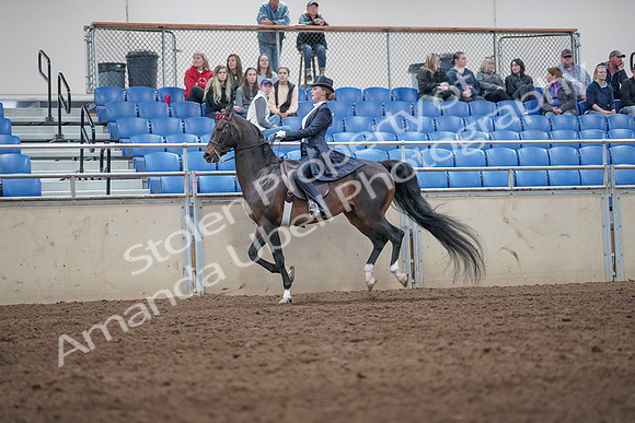 2019 Morgan Horse Show - Aug 31, 2019 - 20674