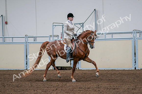 2020 - AB Morgan Horse - Fri, Sept 04 - 01708