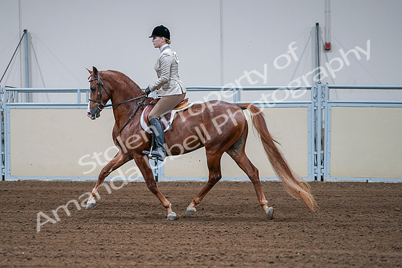 2020 - AB Morgan Horse - Fri, Sept 04 - 01564