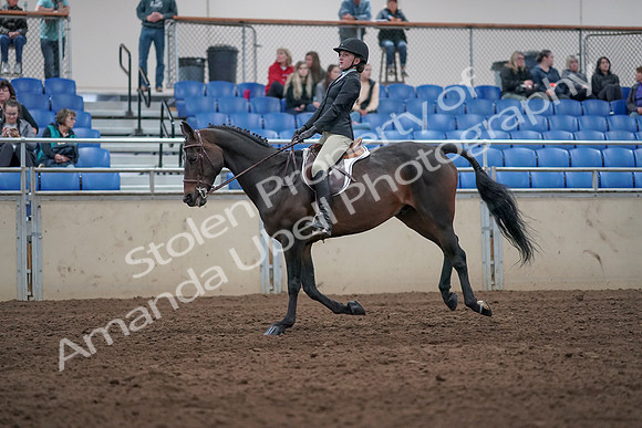 2019 Morgan Horse Show - Aug 31, 2019 - 20645