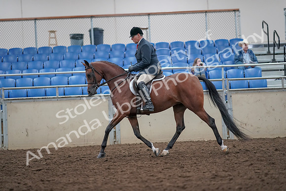 2019 Morgan Horse Show - Aug 31, 2019 - 14829