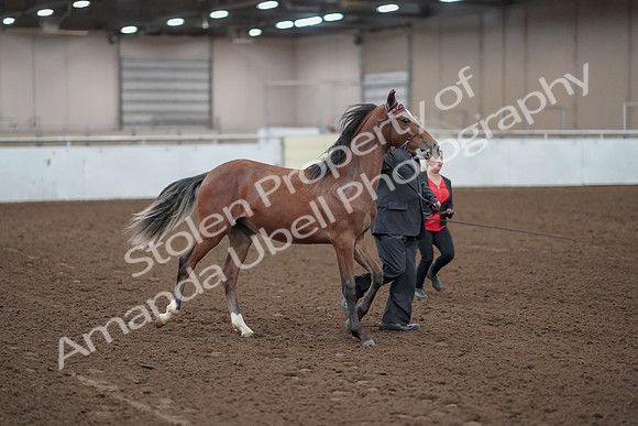 2019 Morgan Horse Show - Aug 31, 2019 - 00219