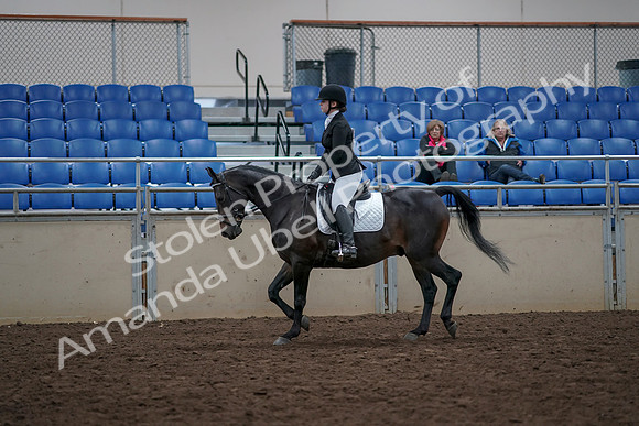 2019 Morgan Horse Show - Aug 31, 2019 - 16497