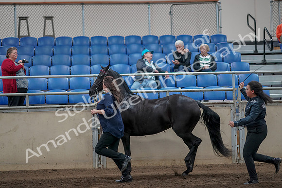 2019 Morgan Horse Show - Aug 31, 2019 - 00909