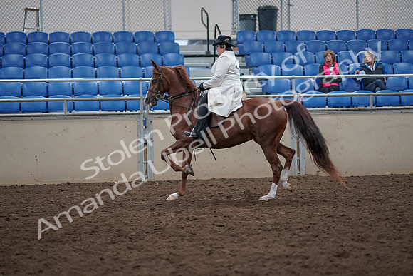 2019 Morgan Horse Show - Aug 31, 2019 - 17867