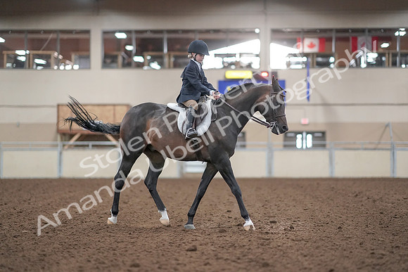 2019 Morgan Horse Show - Aug 31, 2019 - 19660