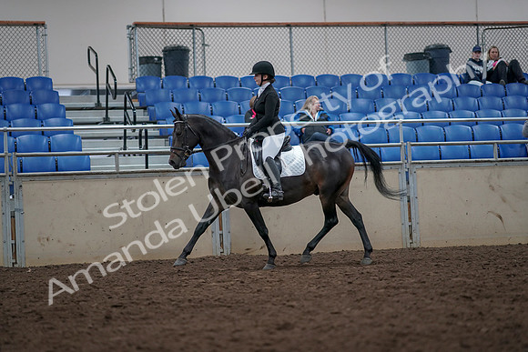 2019 Morgan Horse Show - Aug 31, 2019 - 16542