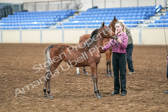 2020 - AB Morgan Horse - Sat, Sept 05 - 00686