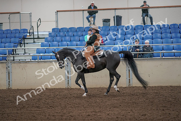2019 Morgan Horse Show - Aug 31, 2019 - 06087