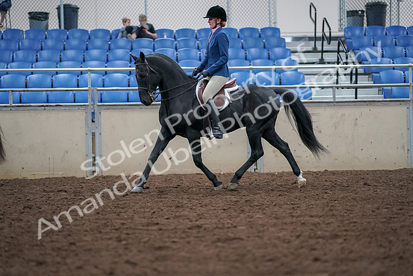 2019 Morgan Horse Show - Aug 30, 2019 - 18361