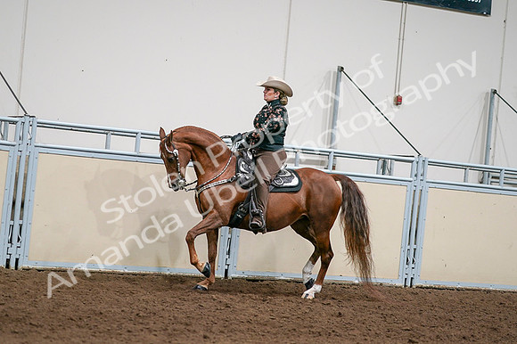 2020 - AB Morgan Horse - Fri, Sept 04 - 08426
