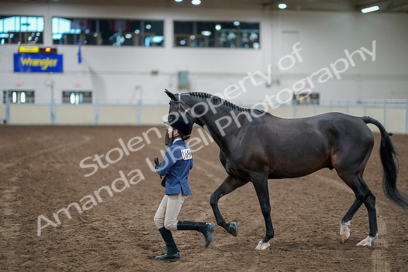2020 - AB Morgan Horse - Fri, Sept 04 - 00933