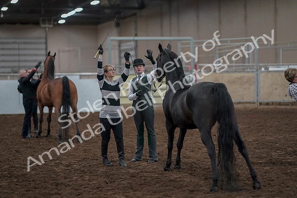 2019 Morgan Horse Show - Aug 31, 2019 - 03792