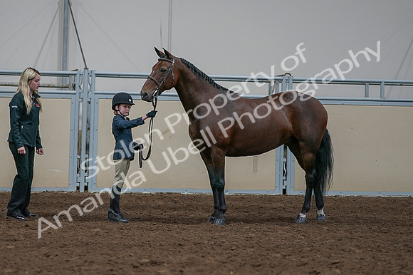 2020 - AB Morgan Horse - Fri, Sept 04 - 01009