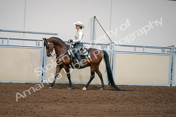 2020 - AB Morgan Horse - Fri, Sept 04 - 08361