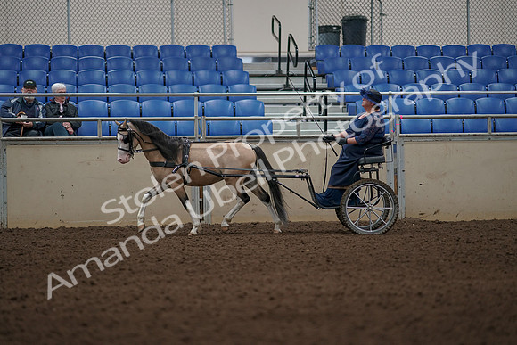 2019 Morgan Horse Show - Aug 31, 2019 - 04282