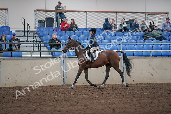 2019 Morgan Horse Show - Aug 31, 2019 - 19438
