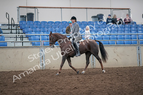 2019 Morgan Horse Show - Aug 31, 2019 - 14931