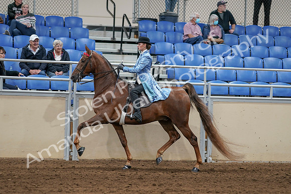 2020 - AB Morgan Horse - Sat, Sept 05 - 06241