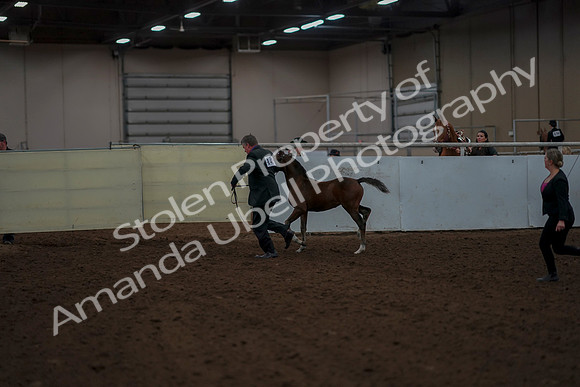2019 Morgan Horse Show - Aug 30, 2019 - 24762