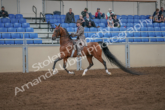 2020 - AB Morgan Horse - Fri, Sept 04 - 11380