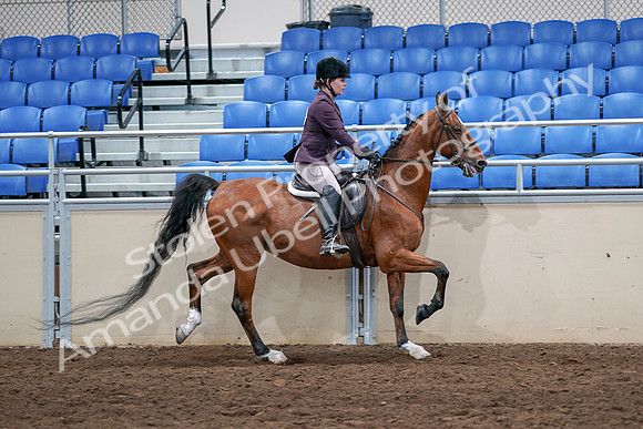 2020 - AB Morgan Horse - Sat, Sept 05 - 03228