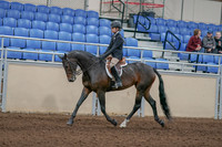 2020 - AB Morgan Horse - Sun, Sept 06 - 00896
