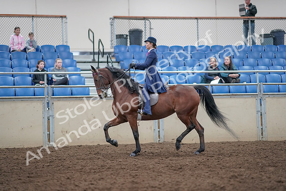 2019 Morgan Horse Show - Aug 31, 2019 - 09299