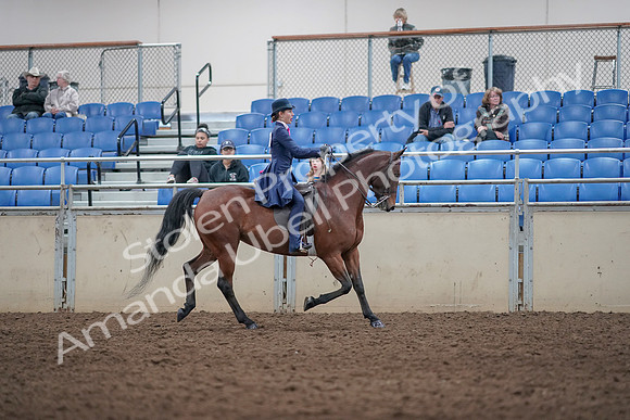 2019 Morgan Horse Show - Aug 31, 2019 - 09578