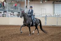 2020 - AB Morgan Horse - Sun, Sept 06 - 08290