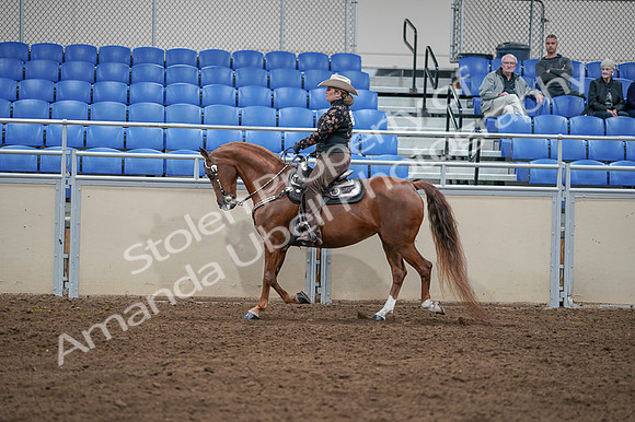 2020 - AB Morgan Horse - Fri, Sept 04 - 08351