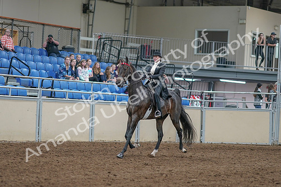 2020 - AB Morgan Horse - Fri, Sept 04 - 11326