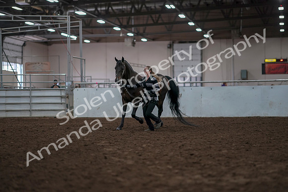 2019 Morgan Horse Show - Aug 31, 2019 - 02930
