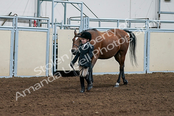 2020 - AB Morgan Horse - Fri, Sept 04 - 00859