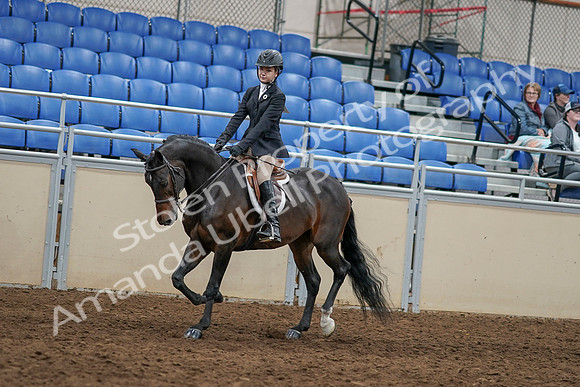 2020 - AB Morgan Horse - Sun, Sept 06 - 07947
