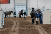 2020 - AB Morgan Horse - Fri, Sept 04 - 00719